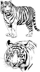 set of vector drawings on the theme of predators tigers are drawn by hand with ink tattoo logos