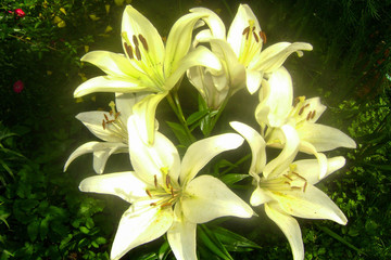 white lilies on green background