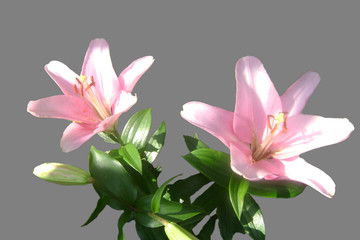 purple lily isolated on white background