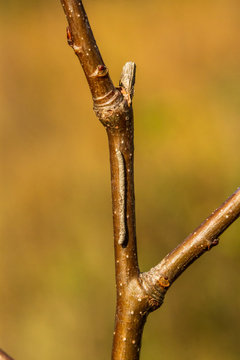 Birkenspanner