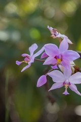 Fototapeta na wymiar pink orchid flowers in wild filed with green leaves