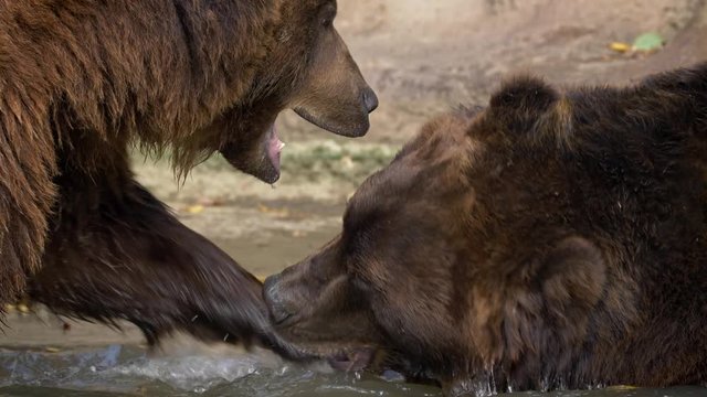 Kamchatka brown bear (Ursus arctos beringianus) fighting in water