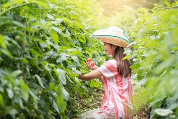 Young Asian woman harvest tomatoes in vegetable garden