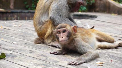 Monkey family, mother taking care of a baby. Monkey macaque in the rain forest. Monkeys in the natural environment. China, Hainan