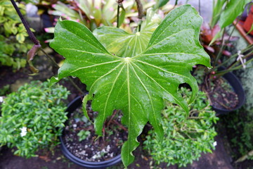 green leaves with dewdrops on it