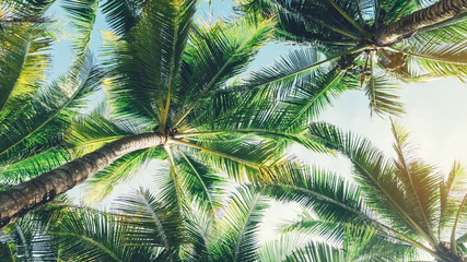 Fototapety  Tropikalne palmy z światło słoneczne na błękitne niebo i białe chmury streszczenie tło.