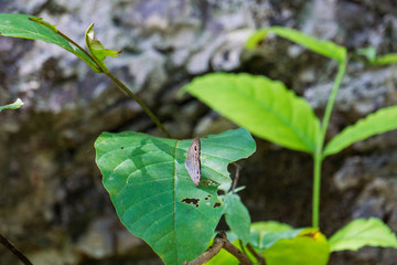 Butterfly in the forest