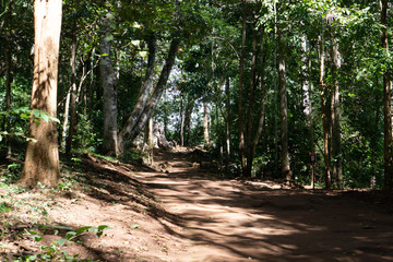 path in forest