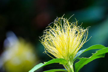 yellow flower