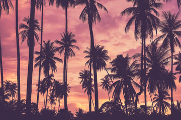 Obraz premium Copy space of tropical palm tree with sun light on sky background.
