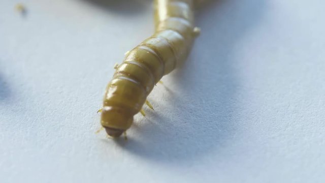 Macro shot of the front end of a mealworm crawling on a white background.
