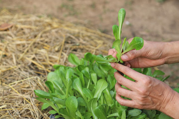 Closeup of cos vegetable sprout selecting by Asian  woman's hands in backyard garden, preparing for growing to be healthy family food. Global friendly way of life.