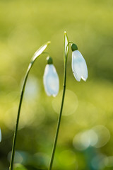 close up of two snowdrop flowers back lit by the morning sun in the park with creamy green...