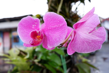 purple orchid flower