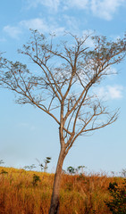 Fototapeta premium Vertical Panoramic View of Big Tree and Meadow with Blue Sky and Cloud