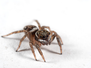 Macro Photo of Jumping Spider Isolated on White Floor