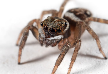 Macro Photo of Jumping Spider Isolated on White Floor