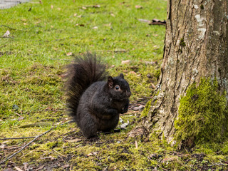 cute little brown squirrel with big fluffy tail sitting besides moss covered tree in the park looking at you