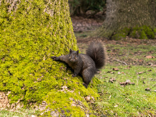 Naklejka na ściany i meble cute little brown squirrel with big fluffy tail cling against moss covered tree in the park