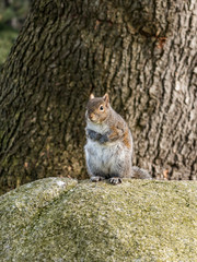 close up of one cute brown squirrel sitting on top of a rock in front of thick tree trunk in the park looking around