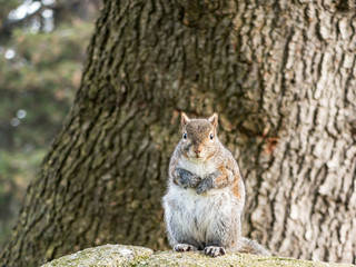 close up of one cute brown squirrel sitting on top of a rock in front of thick tree trunk in the park looking at you 