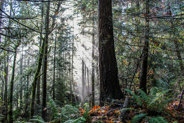 Anacortes Forest 