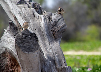 Birds on Driftwood