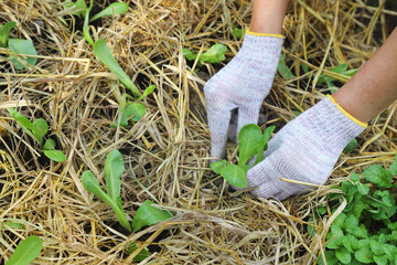 Naklejka premium Closeup of cos vegetable sprout growing by Asian woman's hands with white cotton gloves in backyard garden, preparing for healthy family food. Global friendly way of life. 
