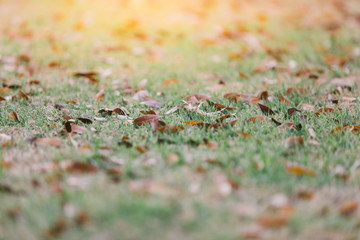 close up ground with flare light