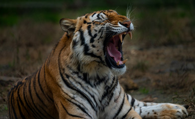 Fototapeta na wymiar Tiger roaring. 