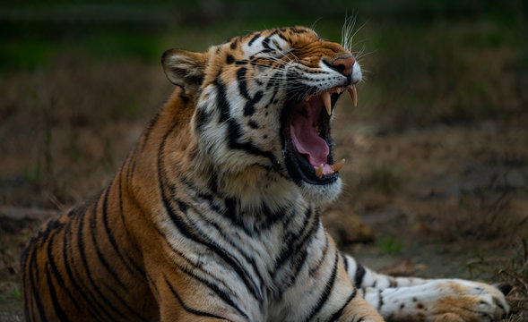 Tiger roaring. 