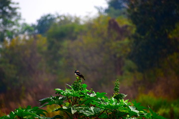 Morning with a myna in the garden