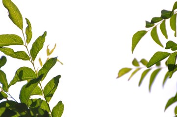 Abstract/Pattern natural green leaf isolated on white background.