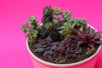 A group of beautiful  Miniature cactus succulent plants in flower pots.Succulent Mix:crassula, echeveria, haworthia.Copy space.