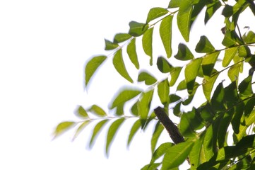 Fototapeta na wymiar Natural pattern green leaf isolated on white background.