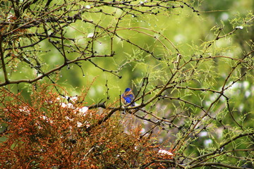 A bluebird hiding from the snow. 