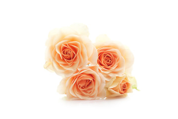 floral background of orange roses