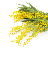 Obraz na płótnie Canvas yellow flowers of mimosa on a white background