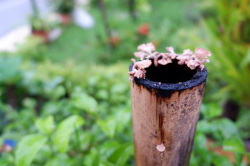 wooden mushrooms on bamboo