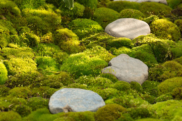 和の自然　苔庭