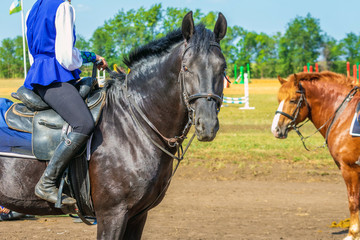 Portrait of a black horse with a girl in the village.