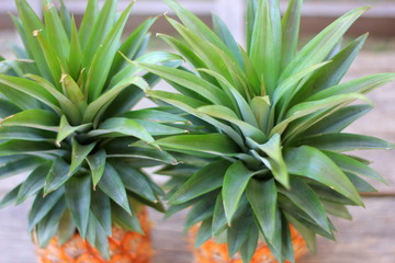 Fototapeta premium Pineapple and green background.