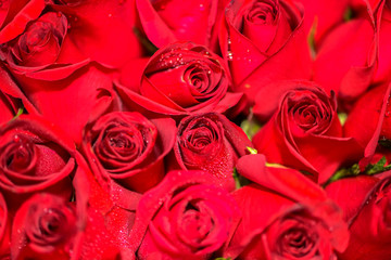 Beautiful, Bright Red Roses, Valentine's Day Valentine's Flower Delivery Concept