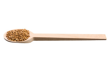coriander seeds in wooden spoon isolated on white background