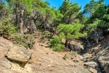 Mountain forest