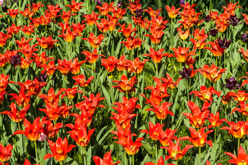 Colorful tulip flora blooming in the park