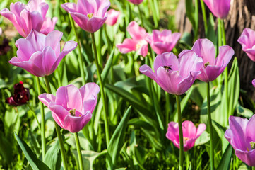 Colorful tulip flora blooming in the park