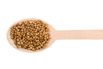 coriander seeds in wooden spoon isolated on white background