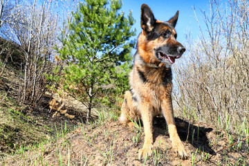 Dog German Shepherd outdoors in a summer