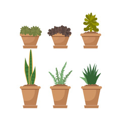 Set of home decorative plants in pots. Vector illustration isolated on white. Green plant for home, floral flower and house plant